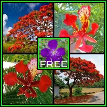 Delonix regia Tree Seeds - 10 Seed Pack + 20 Free Glory Bush Seeds, Exotic Flamboyant Tree - New
