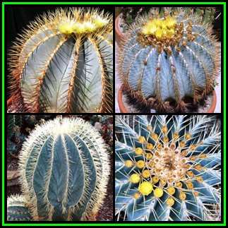 Ferocactus glaucescens - 50 Seed Pack - Blue Barrel Cactus - Exotic Succulent - BULK - NEW