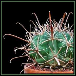 Ferocactus herrerae -10 Seed Pack- Exotic Succulent Cactus -Combined Shipping NEW