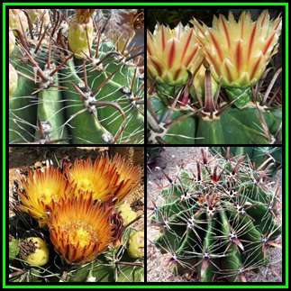Ferocactus horridus Seeds - Exotic Succulent Cactus -Insured Global Shipping Verified Seller- NEW