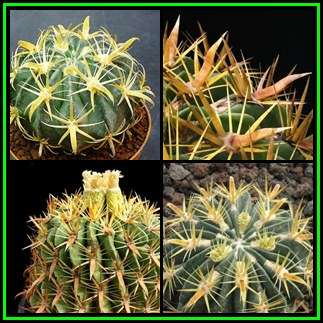 Ferocactus latispinus var. flavispinus Seeds - Exotic Succulent Cactus -Combined Shipping NEW