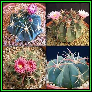 Ferocactus macrodiscus -10 Seed Pack- Exotic Succulent Cactus -Combined Shipping NEW