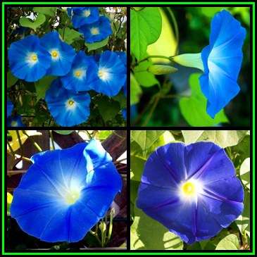 Ipomoea tricolor - Heavenly Blue Morning Glory Seeds  - Exotic Climber Vine