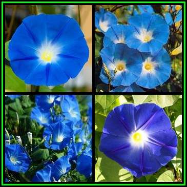 Ipomoea tricolor - Heavenly Blue Morning Glory  - 50 Seed Pack - Exotic Climber Vine BULK New