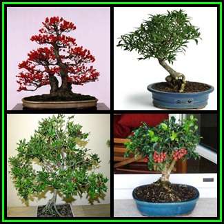 20 Ilex aquifolium Bonsai Seeds - Christmas Holly + 40 FREE Ficus Bonsai Seeds & Bonsai eBook