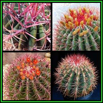 Ferocactus stainessii var. pilosus Seeds - Exotic Succulent Cactus - NEW