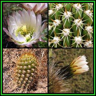 Echinopsis chiloensis ssp. litoralis - 10 Seed Pack - Exotic Succulent Cactus - NEW