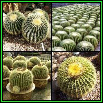 Echinocactus grusonii -20 Seed Pack- Exotic Succulent Cactus - Combined Shipping - NEW