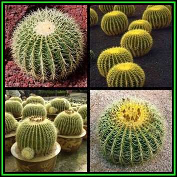 Echinocactus grusonii -10 Seed Pack- Exotic Succulent Cactus - Combined Shipping - NEW