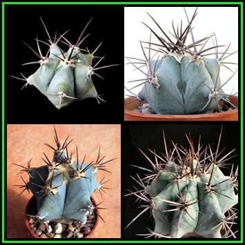 Echinocactus ingens Seeds - Exotic Cactus, Insured Combined Shipping, NEW
