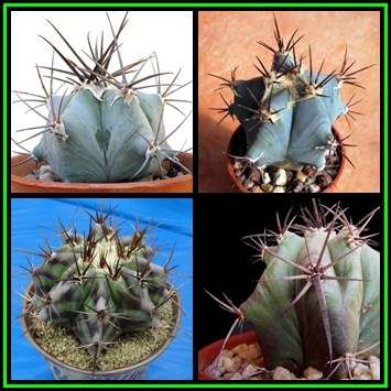 Echinocactus ingens -20 Seed Pack- Exotic Cactus, Insured Combined Shipping, NEW