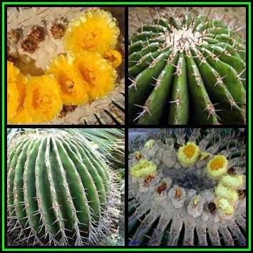 Echinocactus ingens - 10 Seed Pack - Exotic Cactus, Insured Flat Ship Rate, NEW