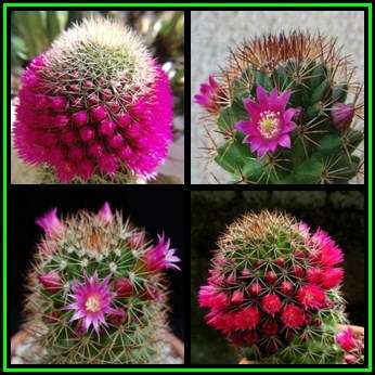 Mammillaria backebergiana Seeds - Verified Seller - Exotic Succulent Cactus - NEW