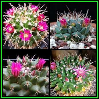 Mammillaria centricirrha Seeds -Insured Global Ship, Verified Seller - Exotic Succulent Cactus - NEW