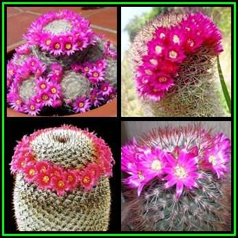 Mammillaria elegans Seeds - Verified Seller - Exotic Succulent Cactus - NEW