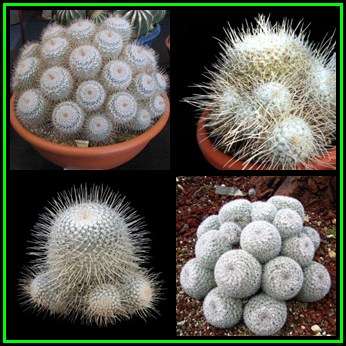 Mammillaria geminispina Seeds - Verified Seller - Exotic Succulent Cactus - NEW