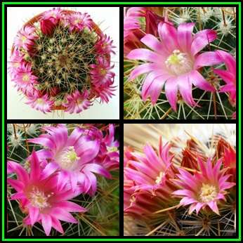 Mammillaria magnifica Seeds - Verified Seller - Exotic Succulent Cactus - NEW