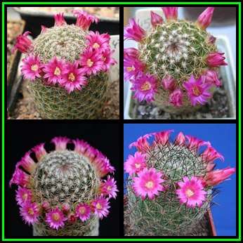 Mammillaria matudae - 10 Seed Pack - Verified Seller - Exotic Succulent Cactus - NEW