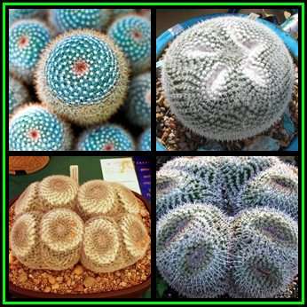 Mammillaria parkinsonii Seeds - Verified Seller - Exotic Succulent Cactus - NEW