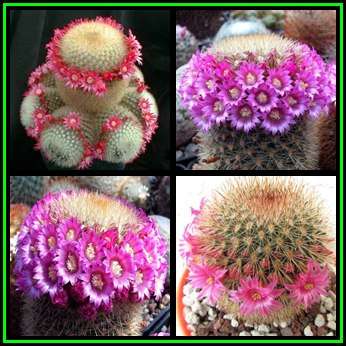 Mammillaria pilcayensis - 10 Seed Pack - Verified Seller - Exotic Succulent Cactus - NEW