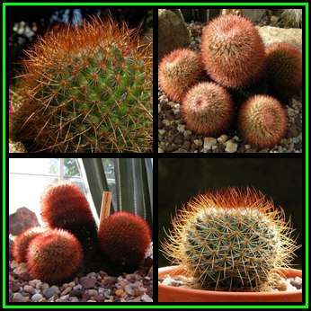 Mammillaria rhodantha var. rubrum - 10 Seed Pack - Verified Seller - Exotic Succulent Cactus - NEW