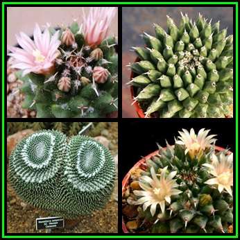 Mammillaria sempervivi - 100 Bulk Seed Pack - Verified Seller - Exotic Succulent Cactus - NEW