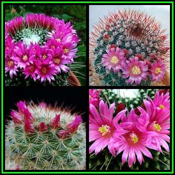 Mammillaria spinosissima Seeds - Verified Seller - Exotic Succulent Cactus - NEW