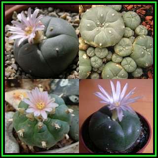 Peyote Cactus Plant, Lophophora williamsii - 5 Year Old - Ethnobotanical Exotic Succulent - NEW