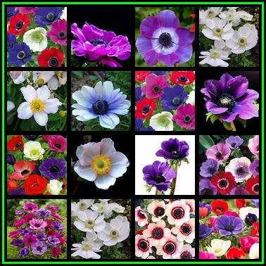 5 Large BULBS - Anemone coronaria var. De Caen Mixed Colours - Plant Now - NEW