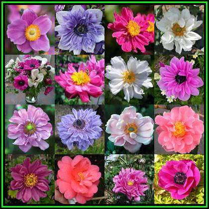 10 BULBS - Anemone coronaria var. St Brigid Mixed Colours - Plant Now - NEW