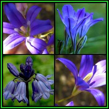 5 BULBS - Brodiaea laxa cv. Queen Fabiola - Plant Now for Spring Flowers - Perennial - NEW