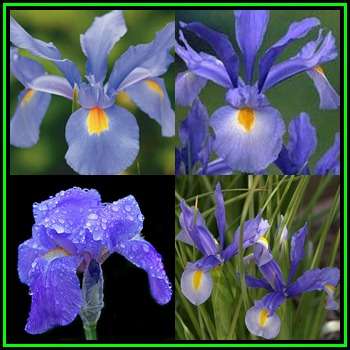 5 BULBS - Dutch Iris - Light Blue - Plant Now for Spring Flowers - NEW - Combined Shipping