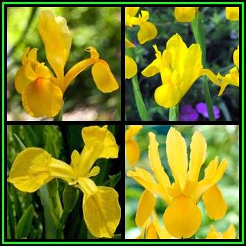 5 BULBS - Dutch Iris - Yellow Flowers - Plant Now for Spring Flowers - Combined Shipping - NEW