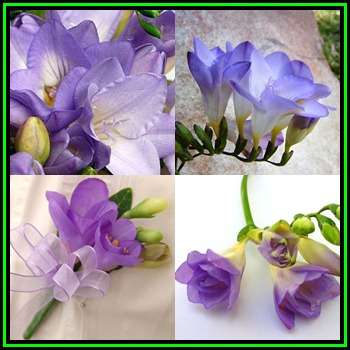 5 BULBS - Freesia - Lilac Flowers - Plant Now for Scented Spring Flowers - Indigenous Bulbs - NEW