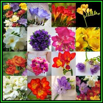 10 BULBS - Freesia - Mixed Colours - Plant Now - Indigenous Bulbs - NEW