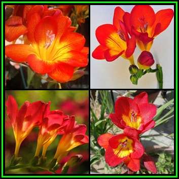 5 BULBS - Freesia - Red Flowers - Plant Now for Scented Spring Flowers - Indigenous Bulbs - NEW