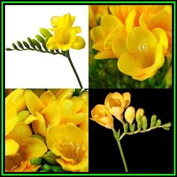 5 BULBS - Freesia - Yellow Flowers - Plant Now for Scented Spring Flowers - Indigenous Bulbs - NEW