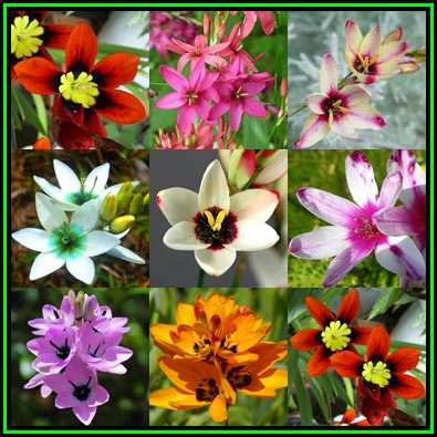 5 BULBS - Ixia - Mixed Colours - Spring Flowers - Indigenous Bulbs - NEW