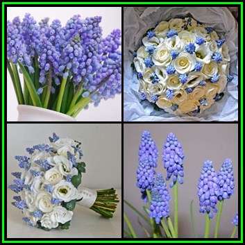 5 BULBS - Muscari - Blue Pearl -Grape Hyacinth- Plant Now for Spring Flowers, Combined Shipping, NEW