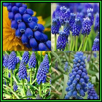 10 BULBS - Muscari - Heavenly Blue - Grape Hyacinth - Large Bulbs - Plant Now - NEW
