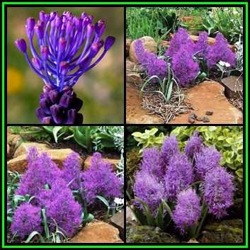 5 BULBS - Muscari plumosum - Grape Hyacinth - Plant Now for Spring Flowers - Combined Shipping - NEW