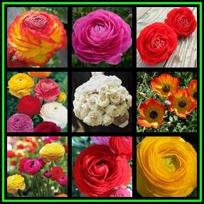 20 BULBS - Ranunculus Mixed Colours - Persian Buttercup - Plant Now for Spring Flowers - NEW