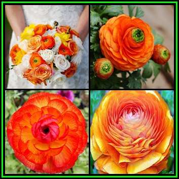 5 BULBS - Ranunculus - Orange Flowers - Persian Buttercup - Plant Now for Spring Flowers - NEW