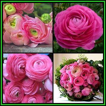 5 BULBS - Ranunculus - Pink Flowers - Persian Buttercup - Plant Now for Spring Flowers - NEW