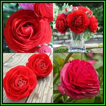 5 BULBS - Ranunculus - Red Flowers - Persian Buttercup - Spring Flowers - NEW