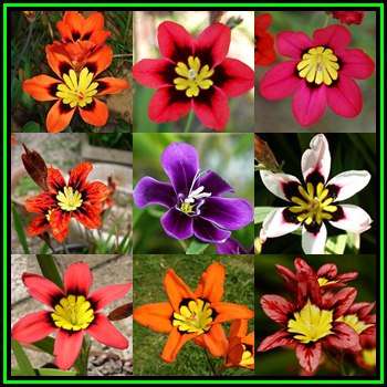 5 BULBS - Sparaxis -Mixed Colours-Large Bulbs -Plant Now for Spring Flowers- Indigenous Bulbs - NEW