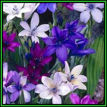 5 BULBS - Babiana Mixed Colours Corms - Plant Now - Indigenous Bulbs - NEW