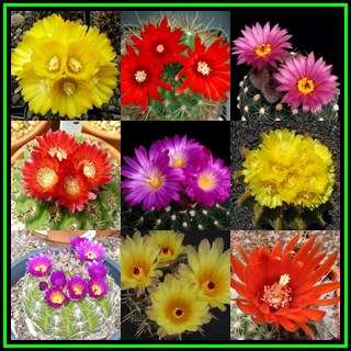 Parodia Mixed Species - 10 Seed Pack - Verified Seller - Exotic Succulent Cactus - NEW
