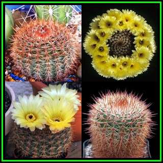 Parodia erubescens Seeds - Verified Seller - Exotic Succulent Cactus - NEW