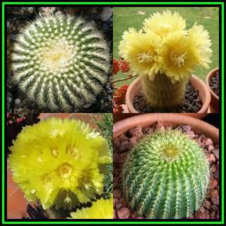 Parodia leninghausii Seeds - Verified Seller - Exotic Succulent Cactus - NEW
